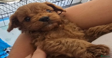 Cavapoo dogs - Advert 10