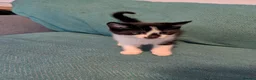 Mixed Breed cats for sale: 7 adorable kittens for sale £80-£100  - Advert 4