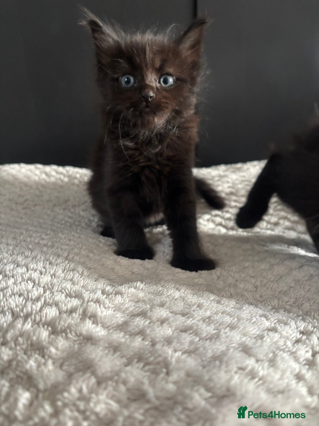 Mixed Breed cats for sale: Kittens for sale  - Image 5