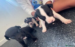 Jack Russell dogs for sale: 2 puppies for sales - Image 17