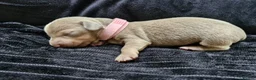 Miniature Dachshund dogs for sale: 💎 TOP QUALITY KC REG & PRA CLR MINI DACHSHUNDS💎 - Advert 10