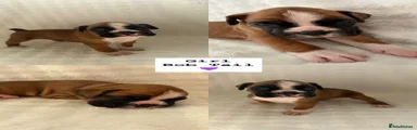 Boxer 3