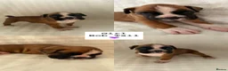 Boxer dogs for sale: Outstanding Litter of KC Reg Flashy Boxer Puppies - Advert 8