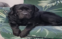 Labrador Retriever dogs for stud: Proven Fully DNA Tested for Stud in Harlow - Image 4