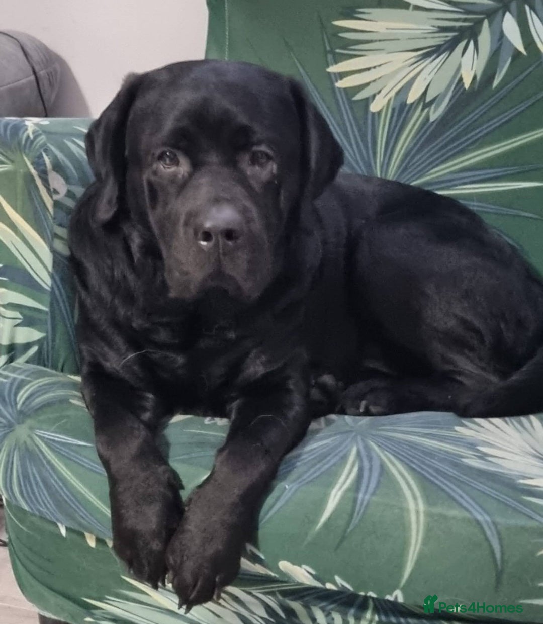 Labrador Retriever dogs for stud: Proven Fully DNA Tested for Stud in Harlow - Image 4
