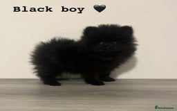 Pomeranian dogs for sale: Pomeranian puppies - Image 5