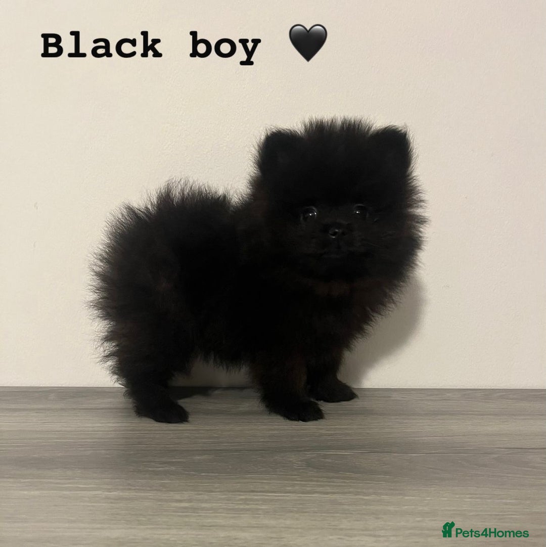 Pomeranian dogs for sale: Pomeranian puppies - Image 5