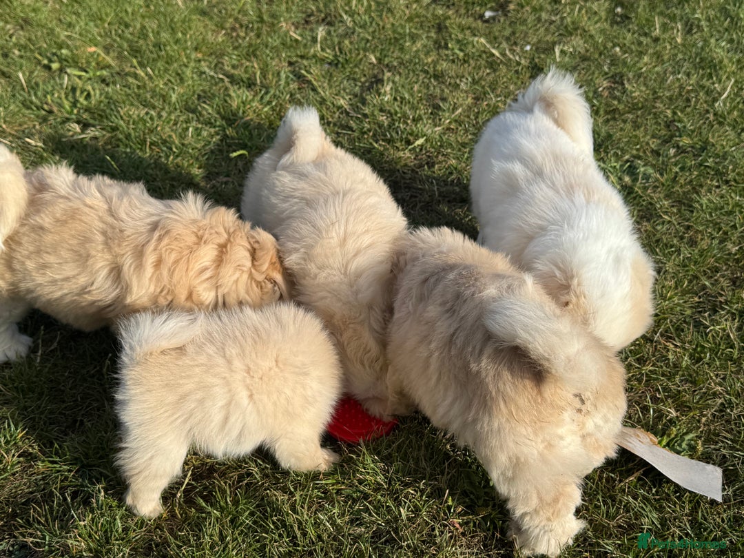 Mixed Breed dogs for sale: Shih Tzu-pomeranian - Image 12