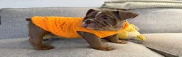 English Bulldog dogs for sale: KC registered English bulldog puppies  - Advert 15
