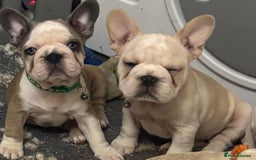 French Bulldog dogs for sale:  French bulldogs  - Advert 26