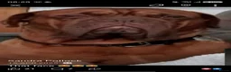 Dogue De Bordeaux dogs for stud: Big Dougie for Stud - Advert 7