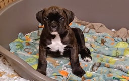Boxer dogs for sale: Top Quality Boxer Puppies - Image 15