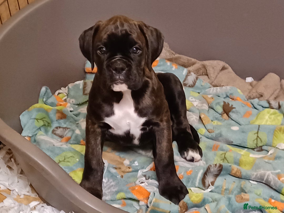 Boxer dogs for sale: Top Quality Boxer Puppies - Image 15