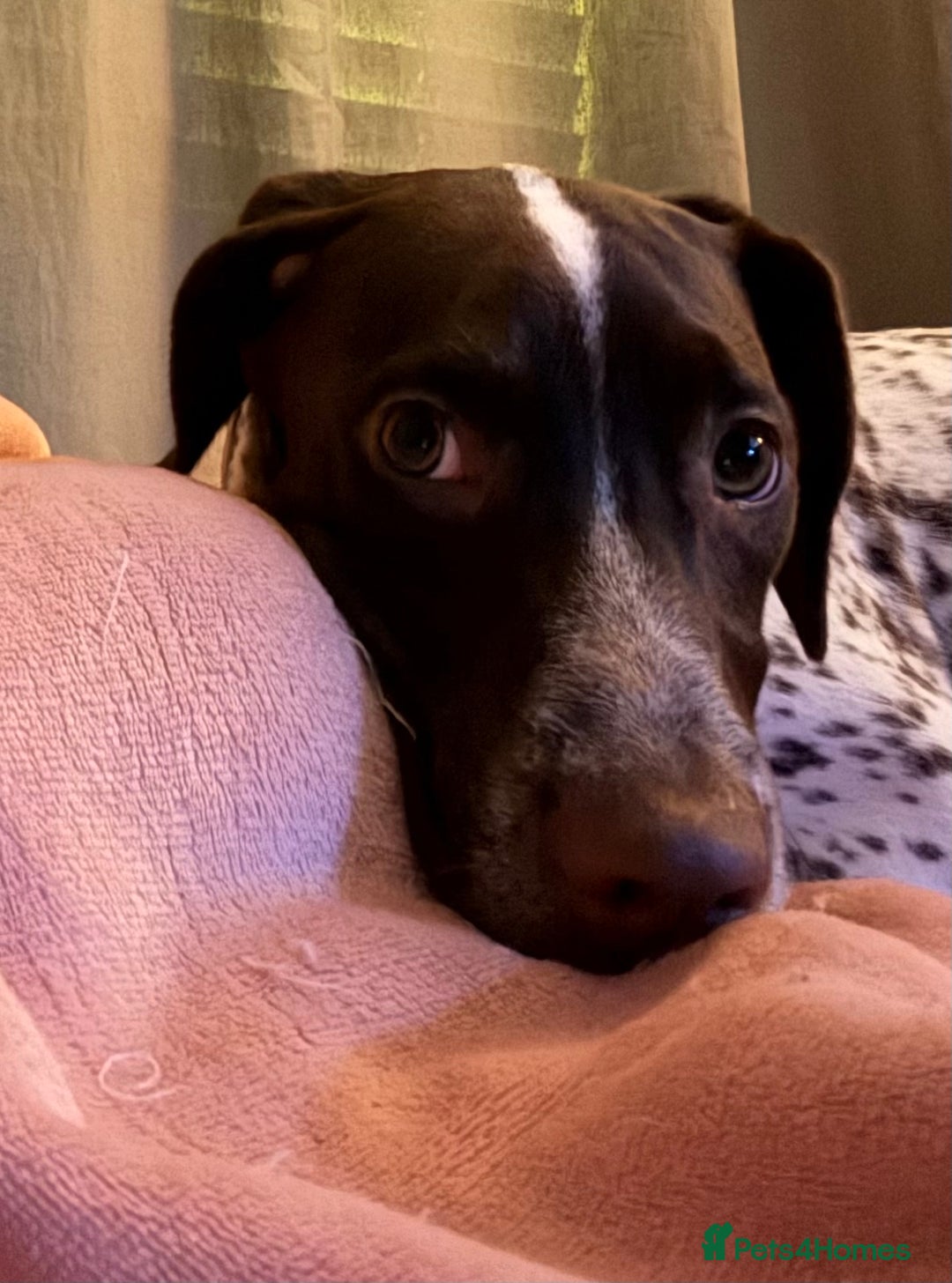 Mixed Breed dogs for sale: Rehoming - Advert 4