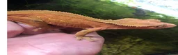 Gecko reptiles for sale: Gargoyles gecko and crested geckos  - Advert 7