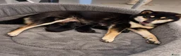 Japanese Shiba Inu dogs for sale: EXCEPTIONAL SHIBA INU PUPPIES OUTSTANDING QUALITY - Advert 2