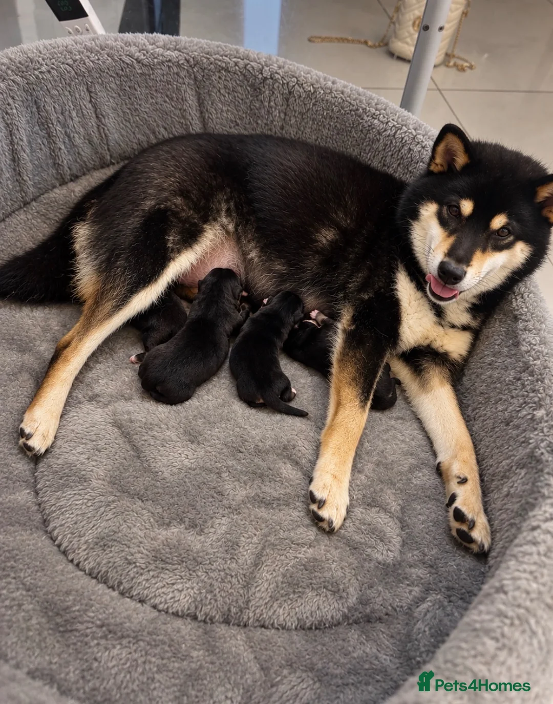 Japanese Shiba Inu dogs for sale: EXCEPTIONAL SHIBA INU PUPPIES OUTSTANDING QUALITY - Advert 2