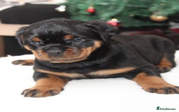 Rottweiler dogs for sale: Exceptional Rottweiler Puppies - Advert 8