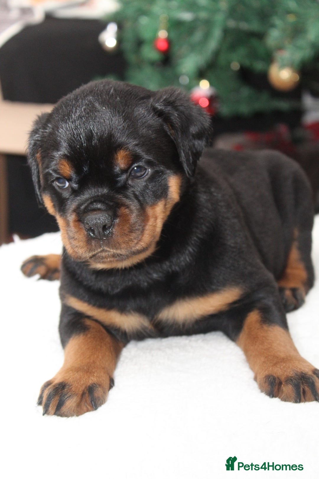 Rottweiler dogs for sale: Exceptional Rottweiler Puppies - Advert 8
