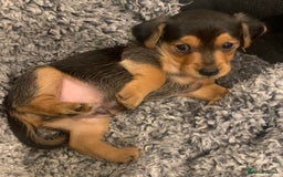 Mixed Breed dogs for sale: Miniature Dacshund/Miniature Yorkie ❤️❤️❤️ - Image 20