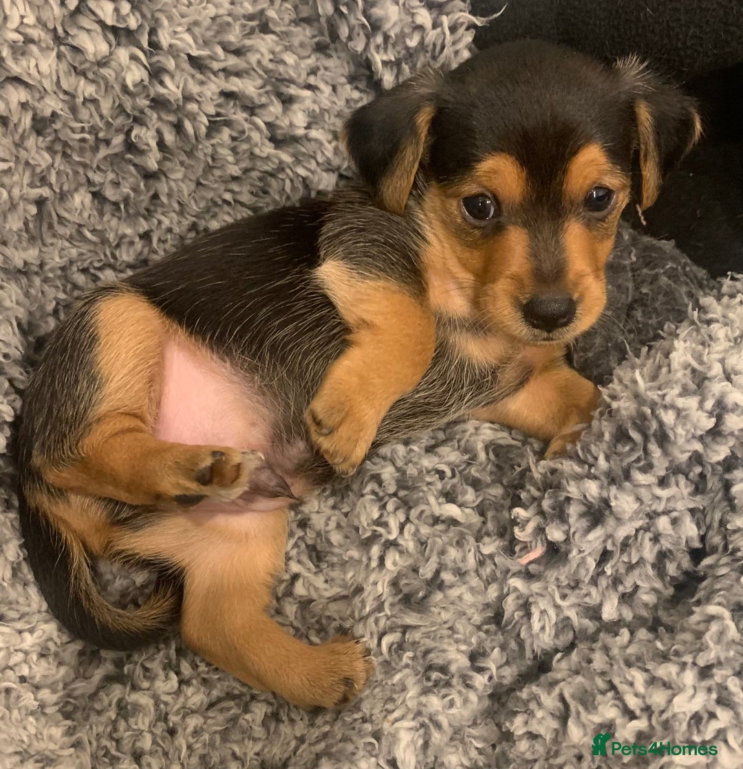 Mixed Breed dogs for sale: Miniature Dacshund/Miniature Yorkie ❤️❤️❤️ - Image 20