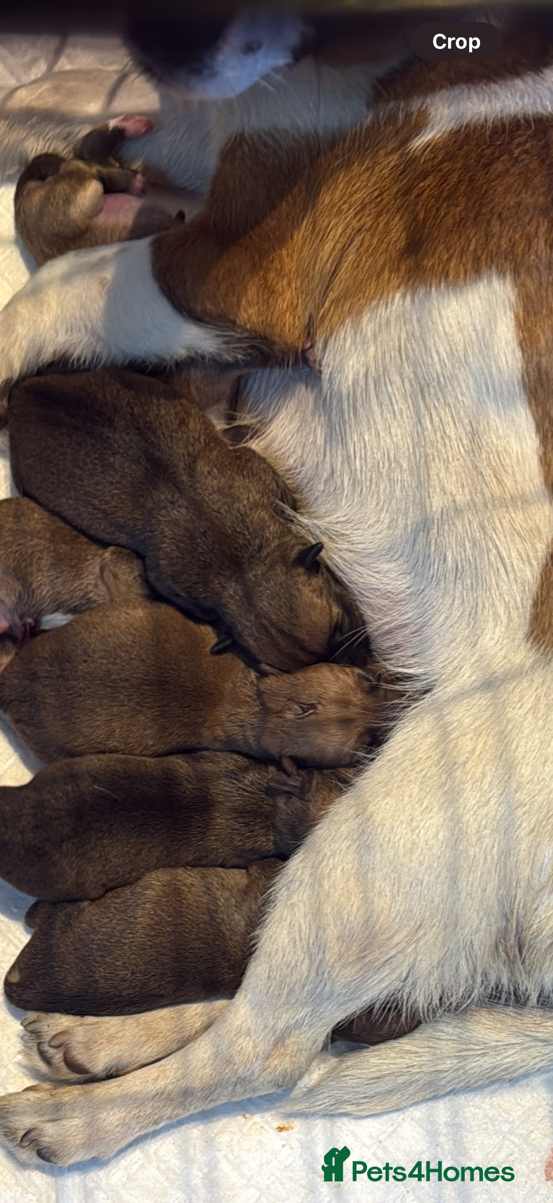 Jack Russell dogs for sale: Beautiful litter of jack Russell puppies  - Image 18