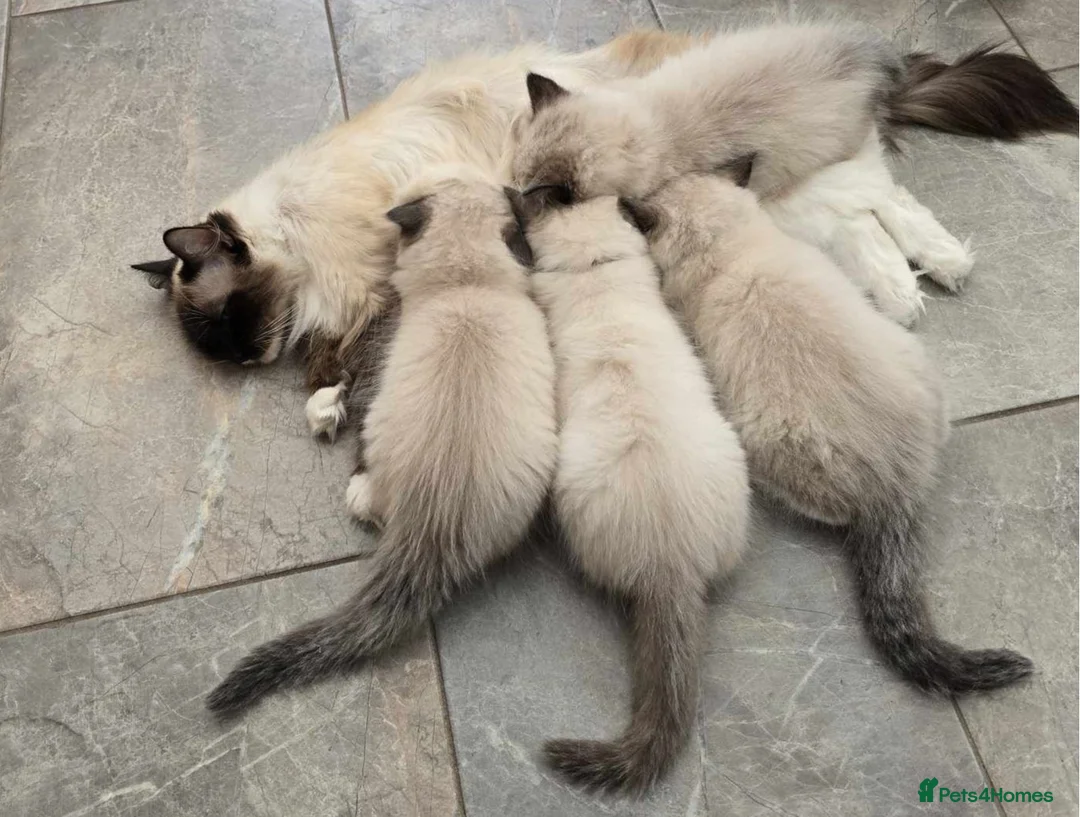 Ragdoll cats for sale: Beautiful ragdolls - Advert 2