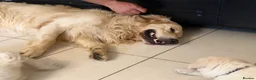 Golden Retriever dogs for sale: Beautiful KC Registered Golden Retriever Puppies in Wisbech - Advert 17