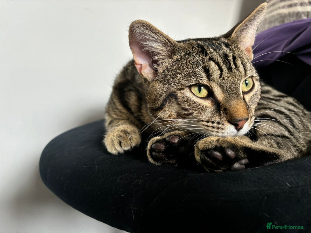 Domestic Shorthair cats for sale: Sweet, playful young tabby boy needs a loving home - Advert 2