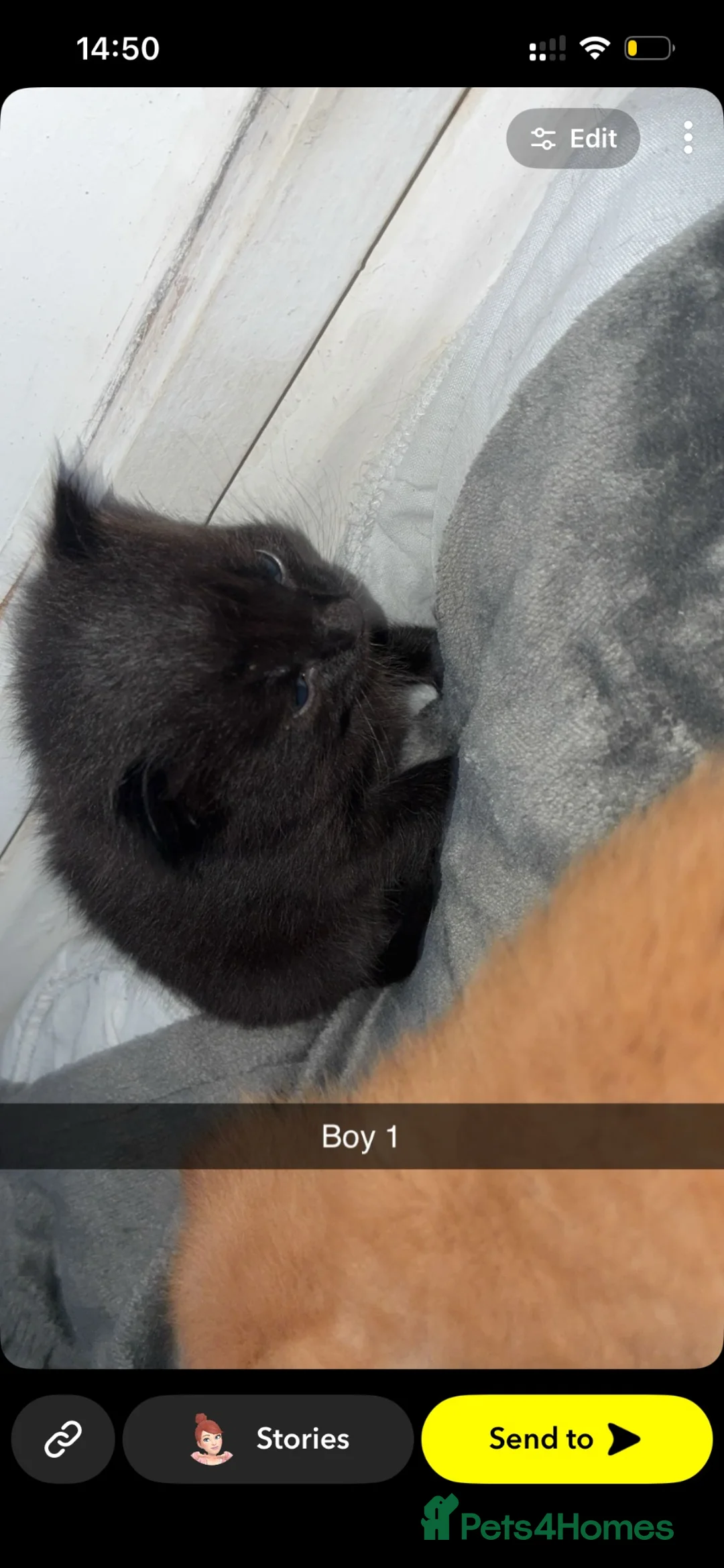 Mixed Breed cats for sale: Stunning Domestic Longhair Kittens–Reserving Now!  - Advert 7