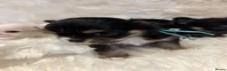 Chihuahua dogs for sale: 🐾 TINY KC registered Chihuahua puppies 🐾 - Advert 22