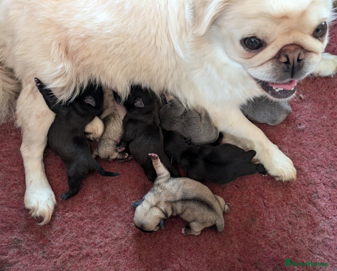 Pug dogs for sale: Quality PUG puppies. Fawn.Black and Blue/Tan - Image 9