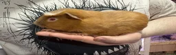 Guinea Pig rodents for sale: Guinea pigs available  - Advert 4