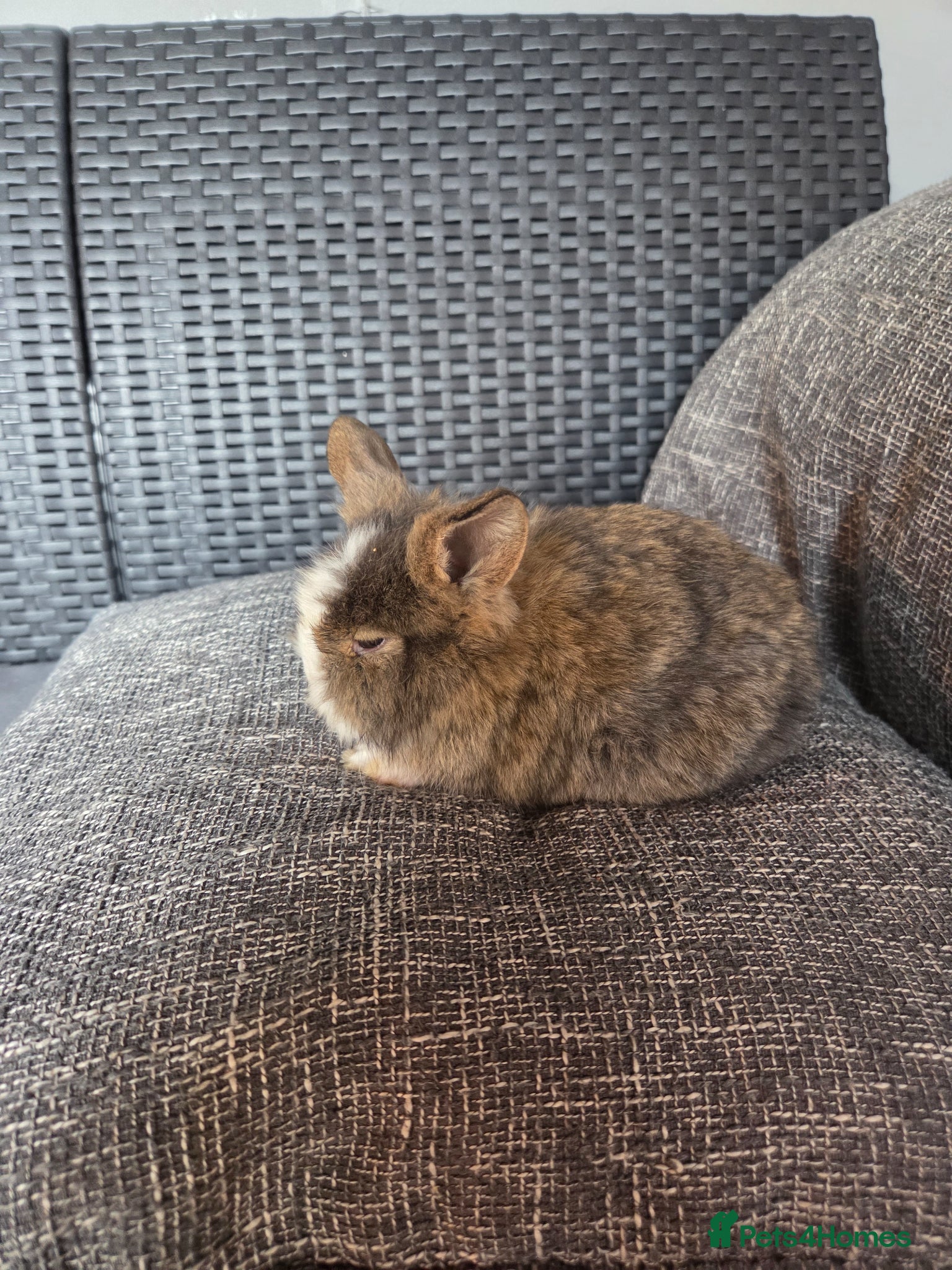 Lionhead rabbits for sale: Beautiful 8 week old mixed colour lionheads in Derby - Advert 7