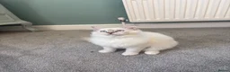 Ragdoll cats for sale: GCCF Mitted Lilac Lynx Active boy - Advert 26