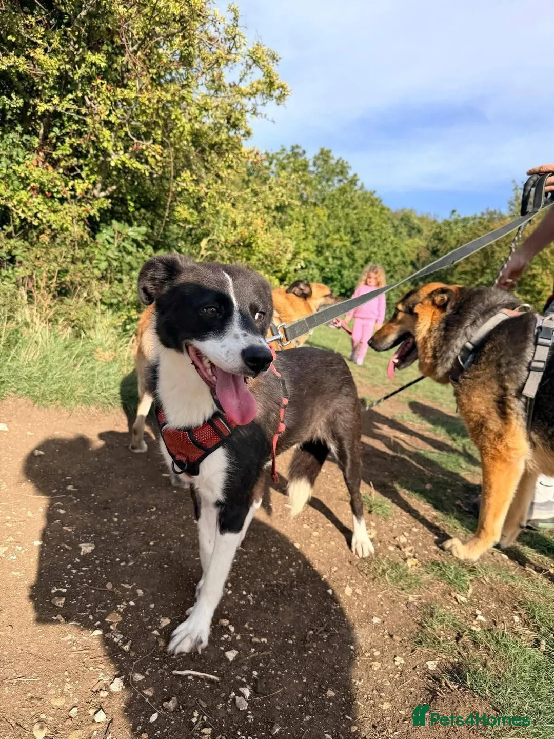 Mixed Breed dogs for adoption: Jazz available for adoption - Advert 5