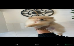 Pomeranian dogs for sale: Last female Pomeranian puppy - Image 1