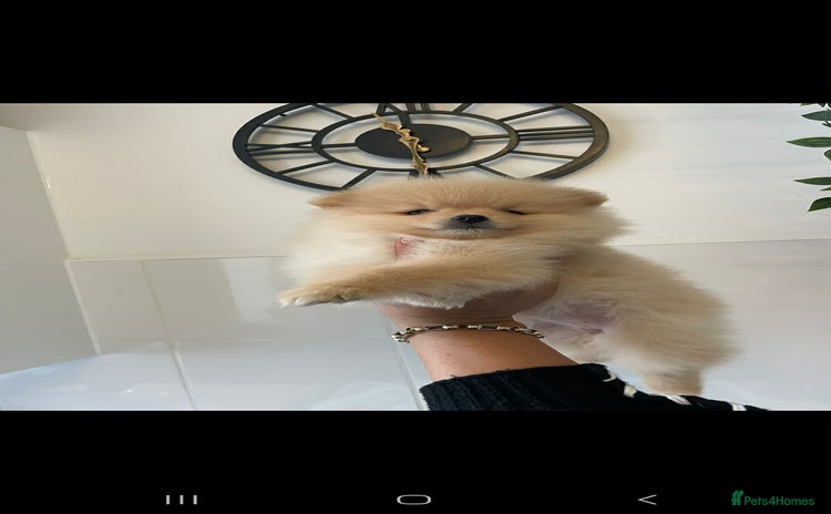 Pomeranian dogs - Advert 2