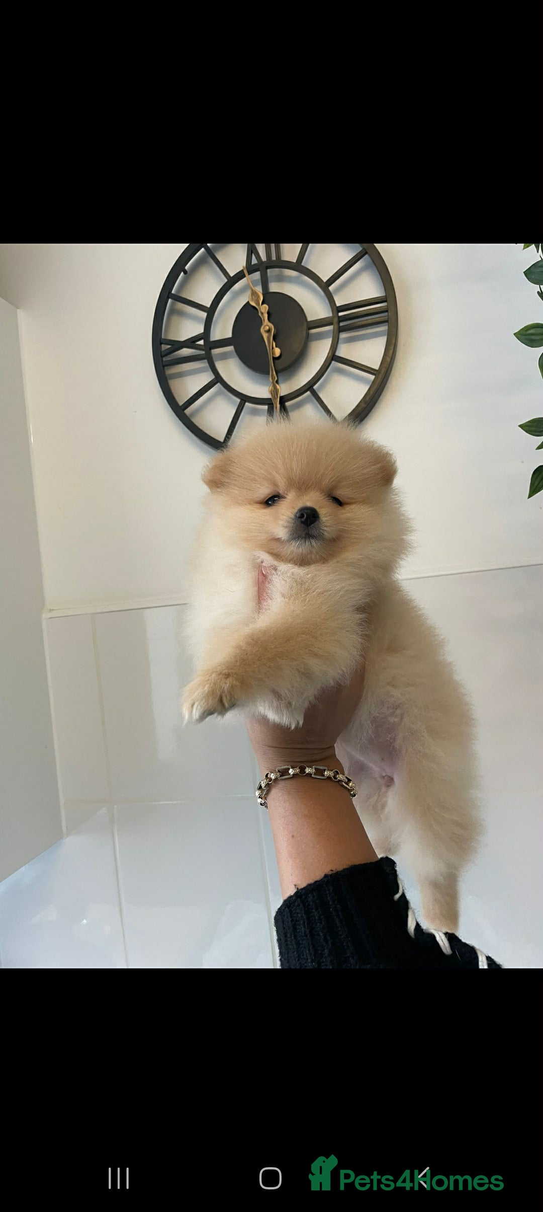 Pomeranian dogs for sale: Last female Pomeranian puppy - Image 1