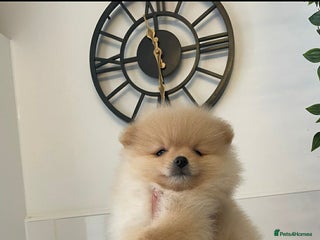 Pomeranian dogs - Advert 5