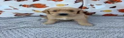 Golden Retriever dogs for sale: Beautiful golden retriever puppies - Advert 14