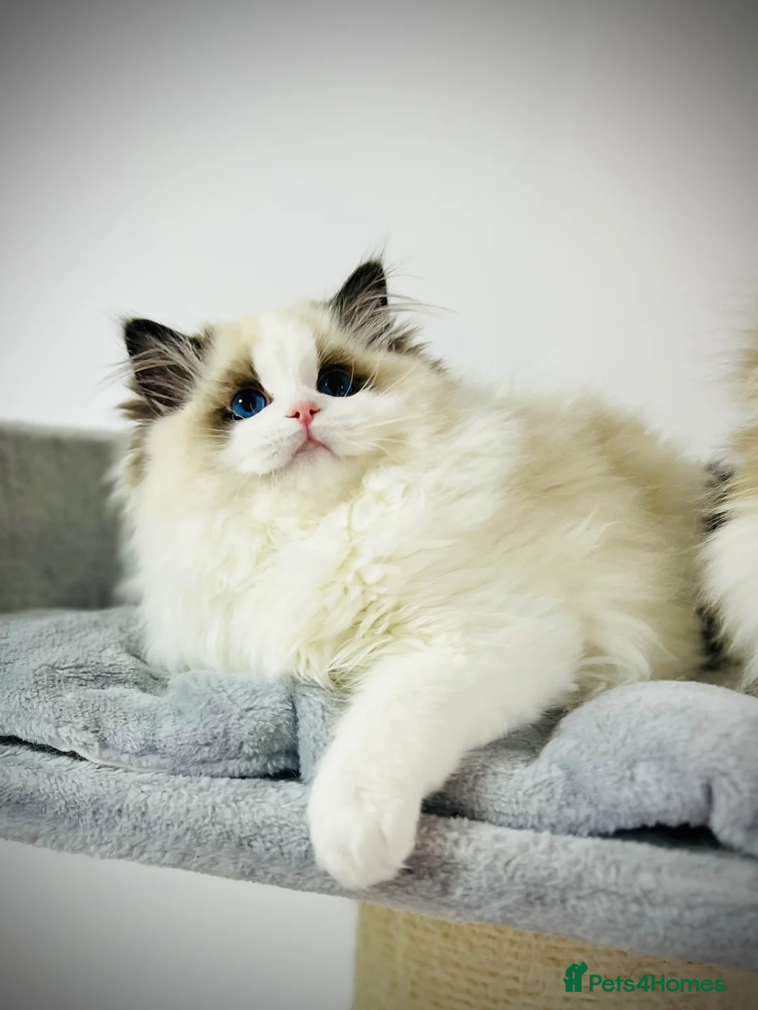 Ragdoll cats for sale: Exceptional ragdoll boy - Advert 1