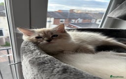 Ragdoll cats for sale: GCCF Registered Ragdolls 💛🖤💚 - Image 6