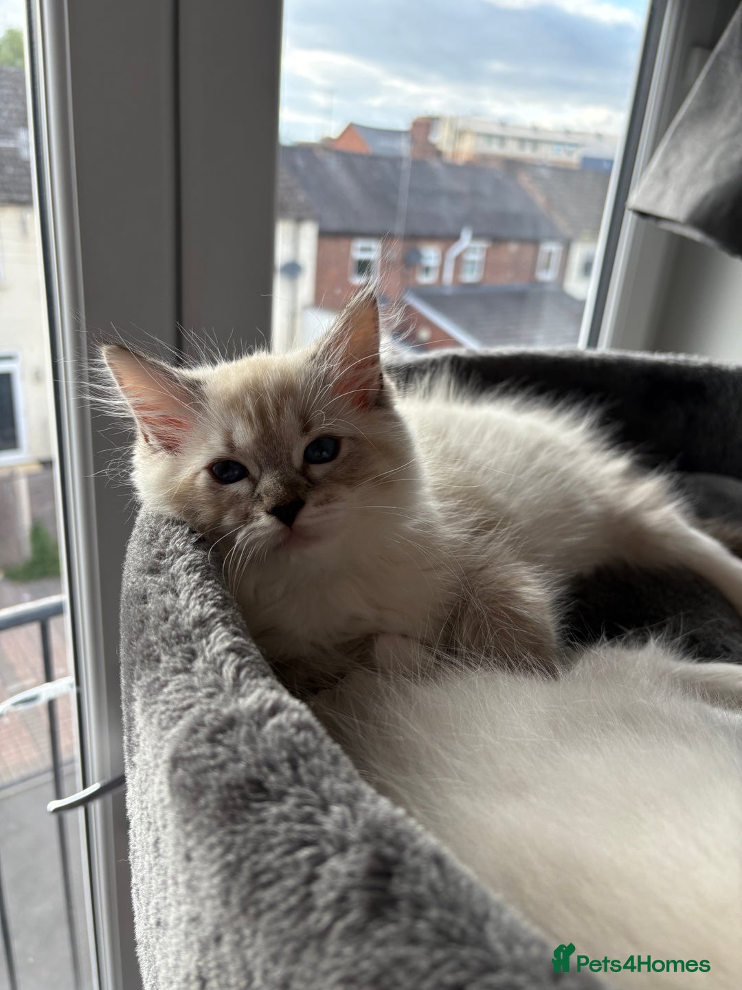Ragdoll cats for sale: GCCF Registered Ragdolls 💛🖤💚 - Image 6