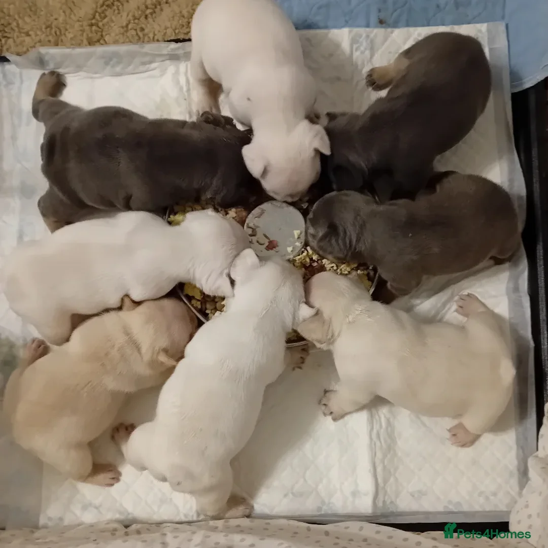 French Bulldog dogs for stud: 5 PANEL HEALTH CLEAR CHARLIE VERY WELL PROVEN! - Image 18
