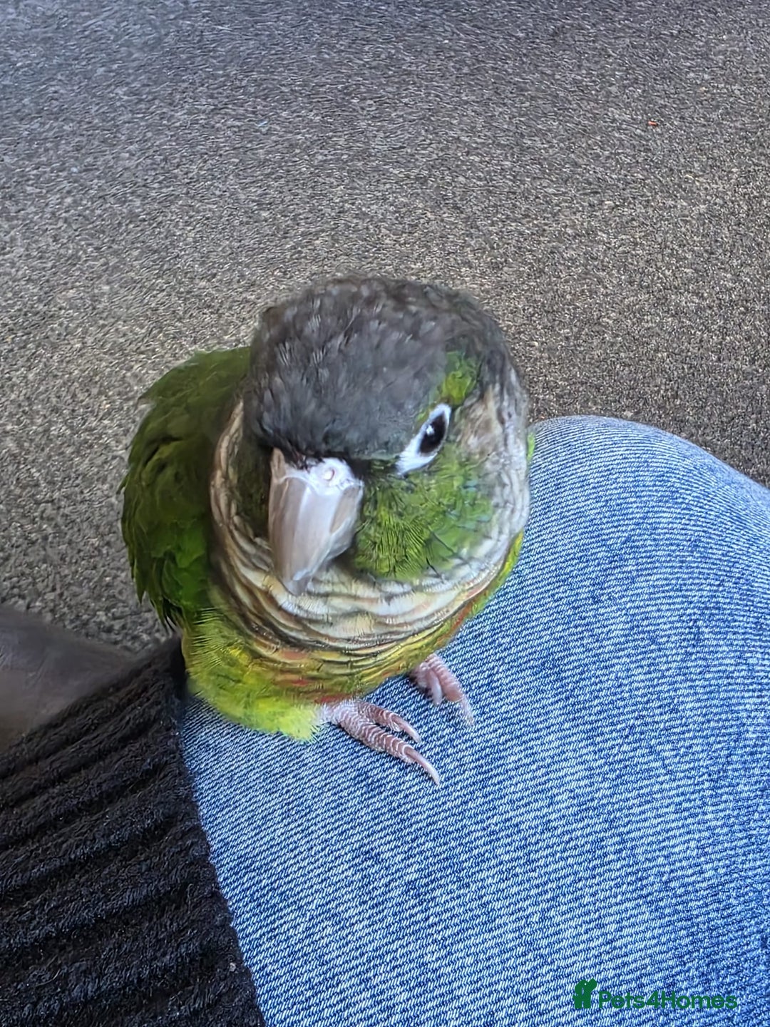 Conures birds for sale: Bonded green cheek couners  - Image 6