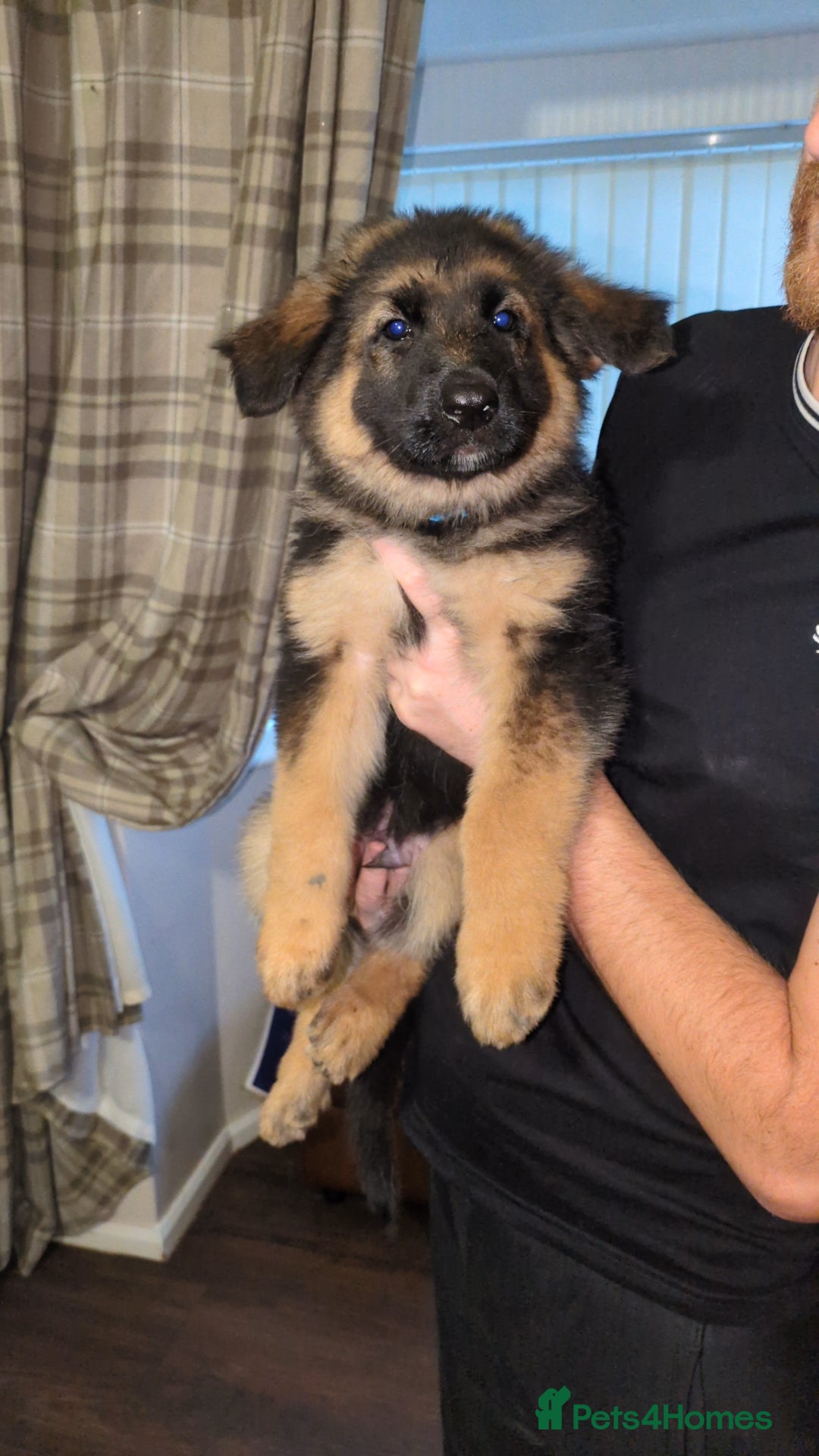 German Shepherd dogs for stud: Gorgeous German Shepherd male for stud - Image 11