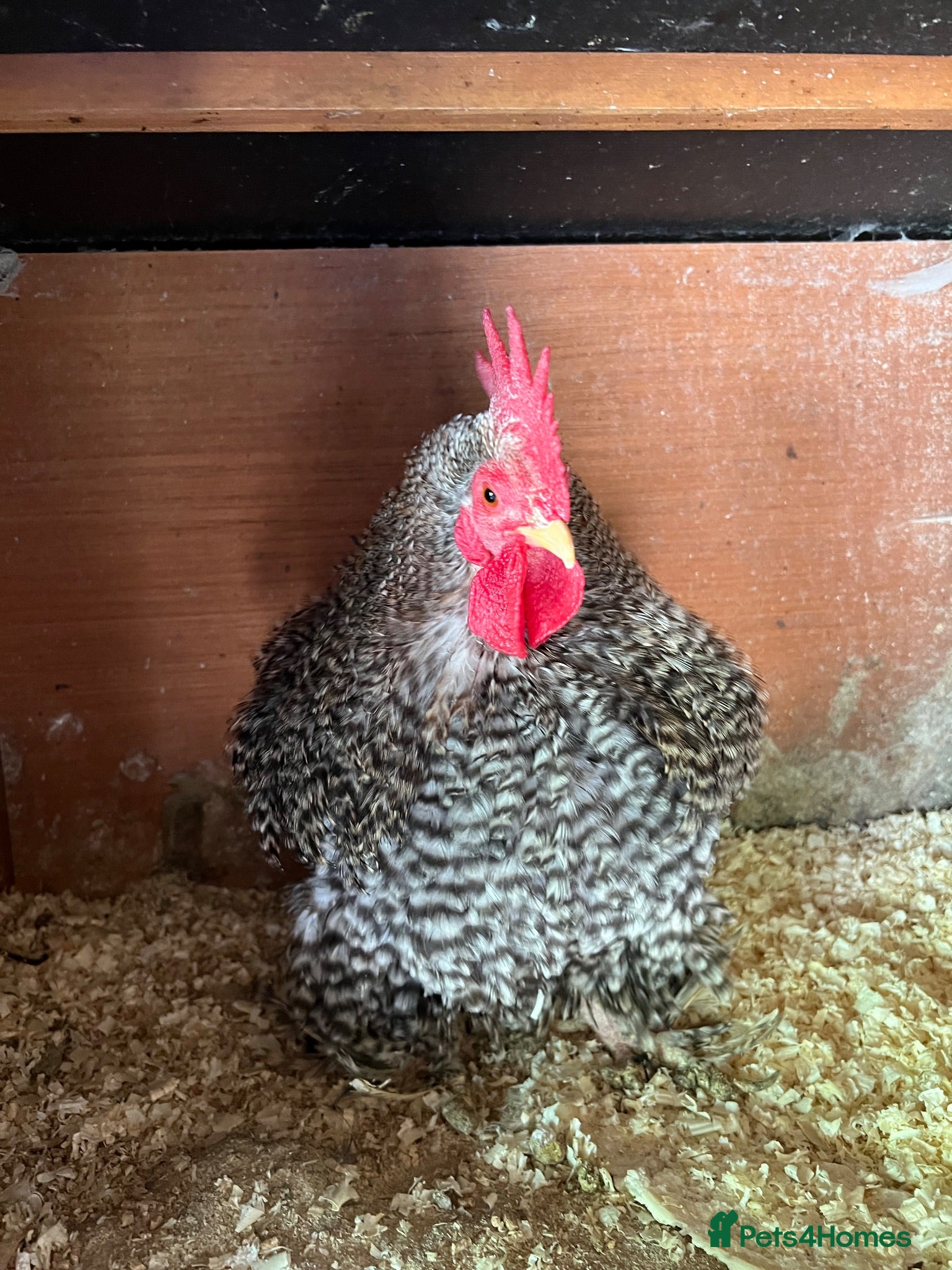 Chickens poultry Lovely bantum chickens  - Advert 14
