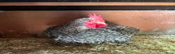 Chickens poultry for sale: Lovely bantum chickens  in Canterbury - Advert 1