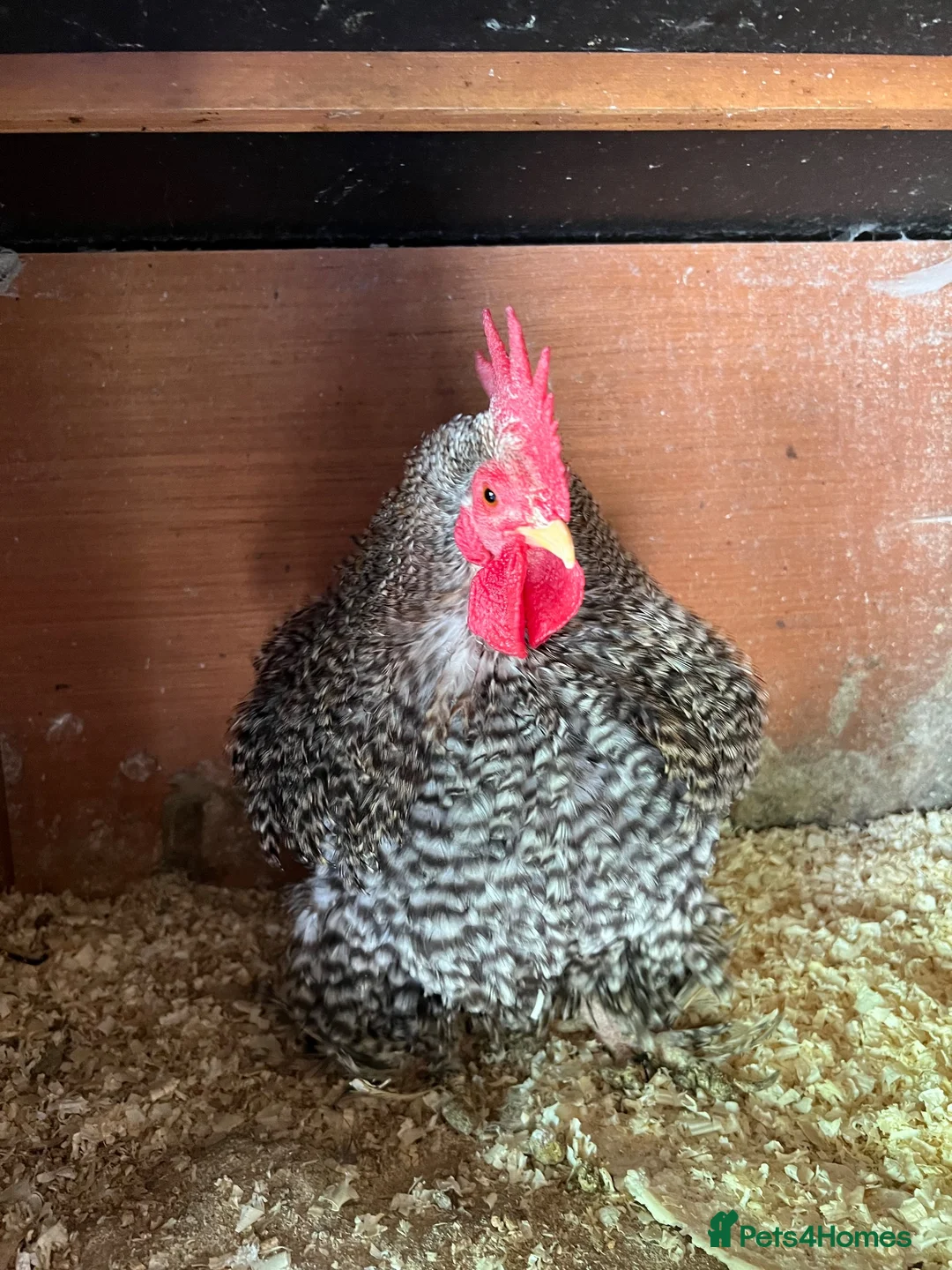 Chickens poultry for sale: Lovely bantum chickens  in Canterbury - Advert 1